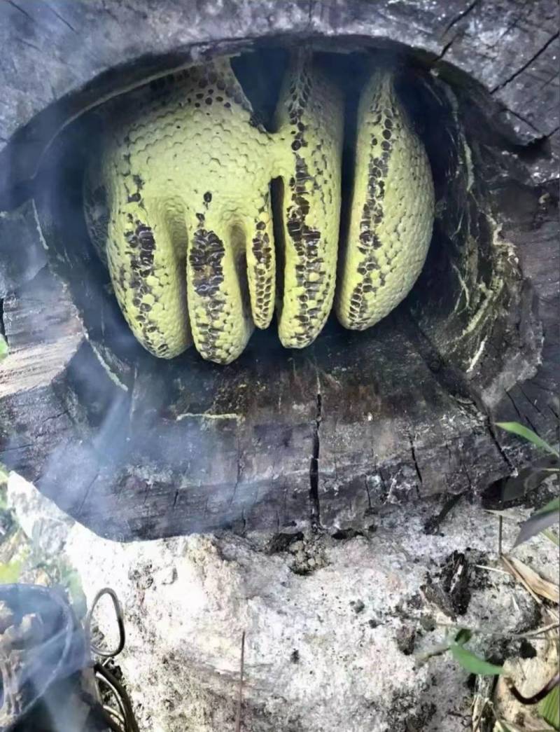 正在土蜂蜜