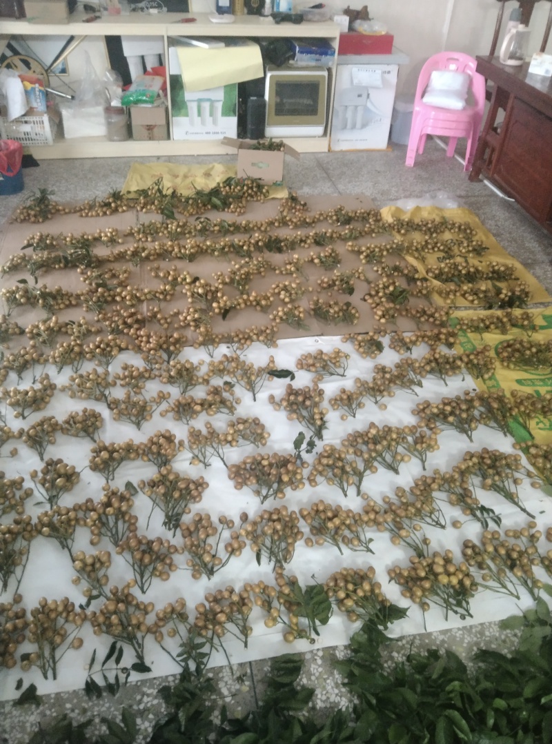正品贵妃黄皮