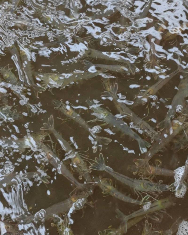 南美白对虾（鲜虾）