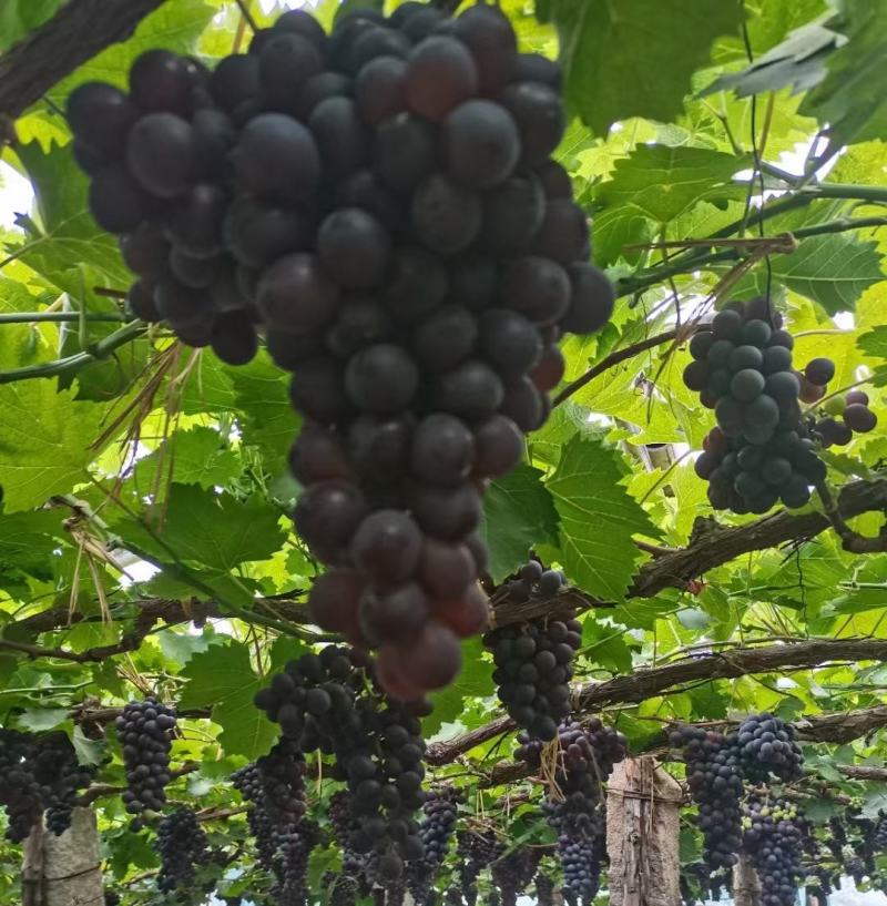 昌黎种植户，自产自销葡萄