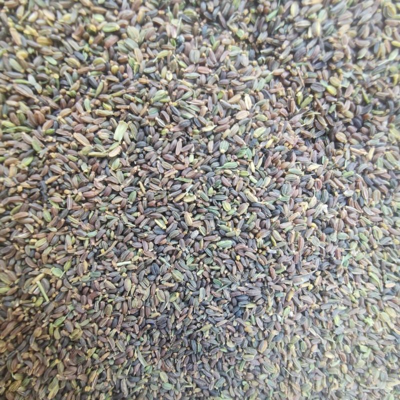 甘肃北柴胡种子