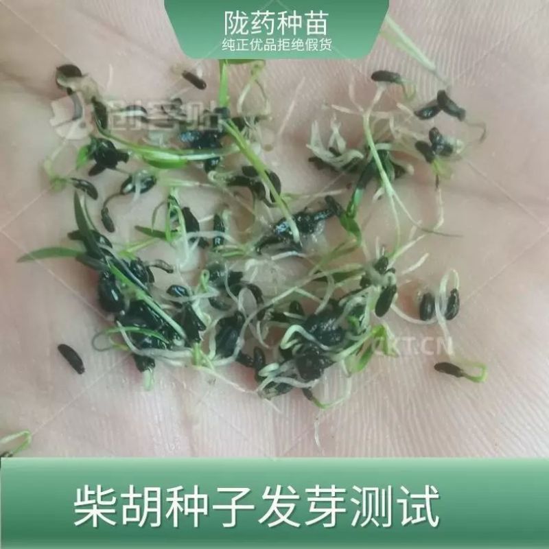 甘肃北柴胡种子