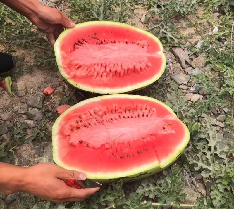 硒砂瓜，麒麟瓜