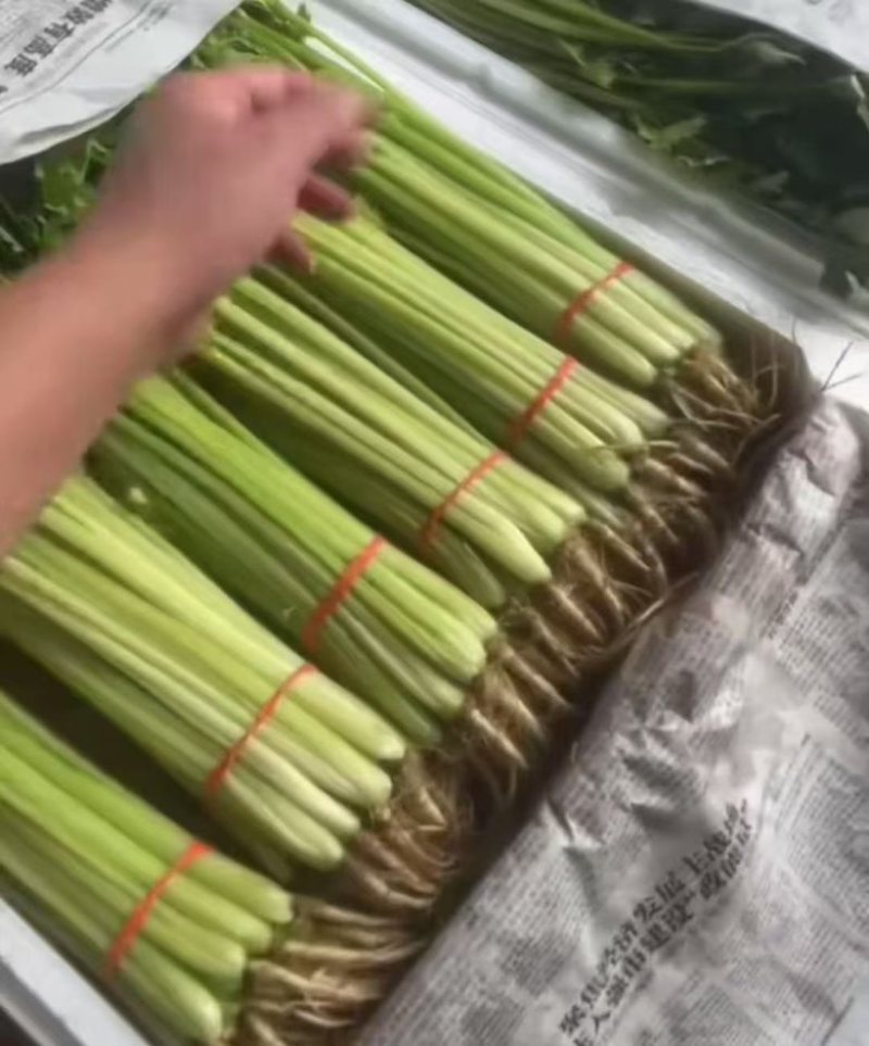 宁夏香芹