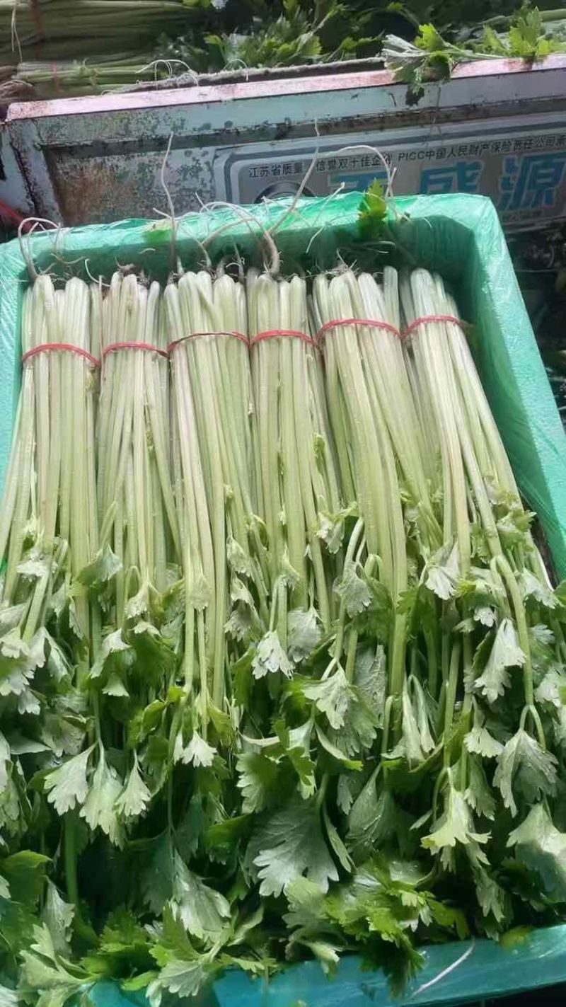 宁夏香芹