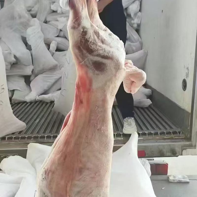 羊胴体