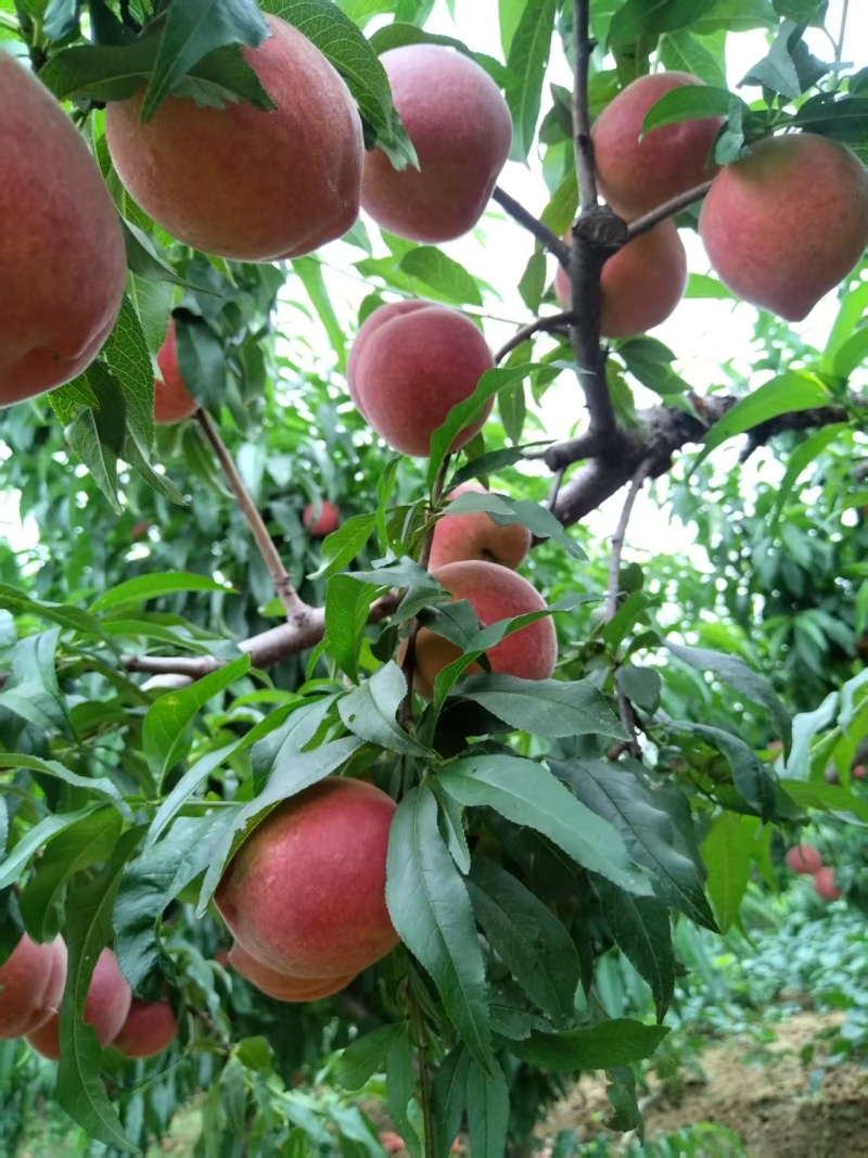 桃子(甜黄桃，春丽)