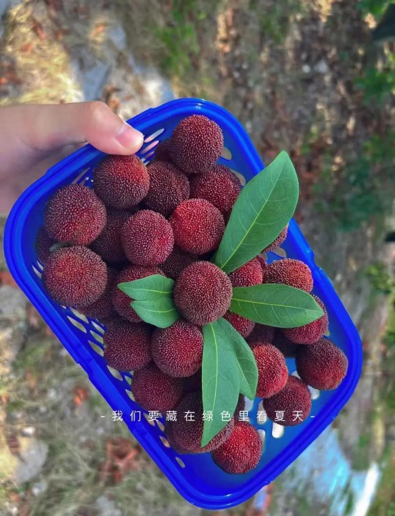 仙居东魁杨梅想要的请联系