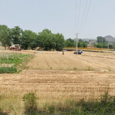 当季新小麦