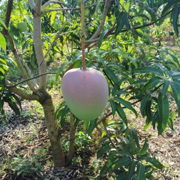 潞江坝芒果