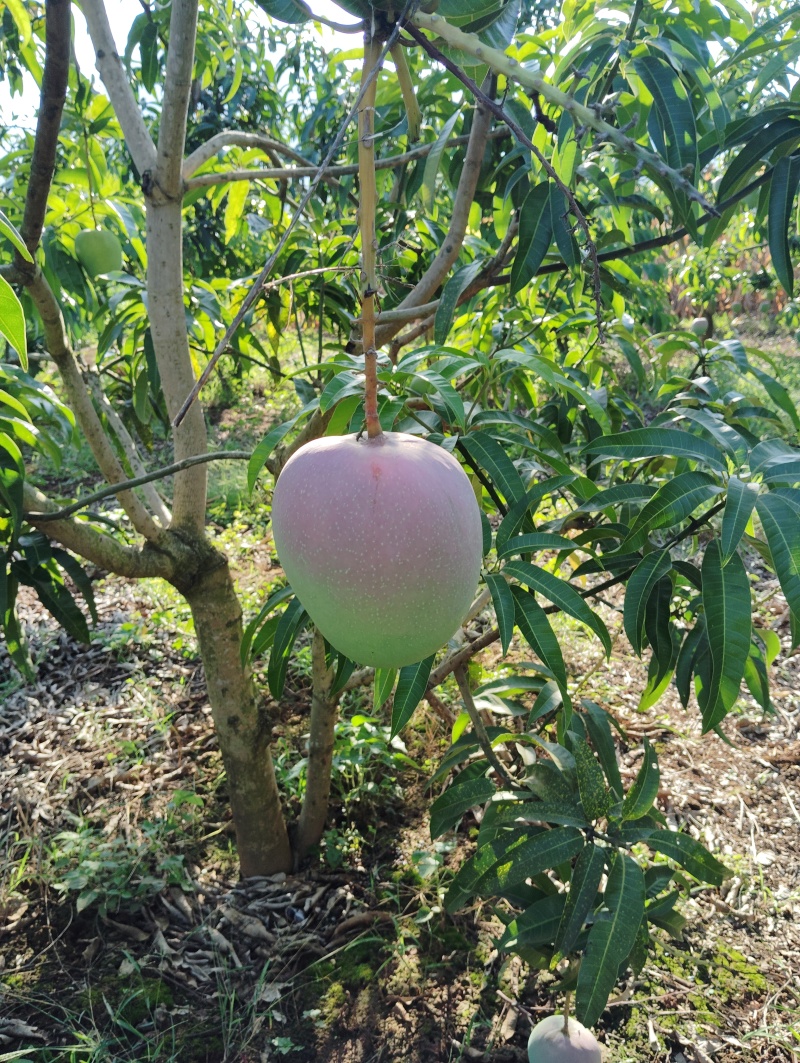潞江坝芒果