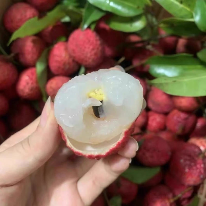 广东东莞大量荔枝上市，桂味，糯米糍，欢迎采购预定