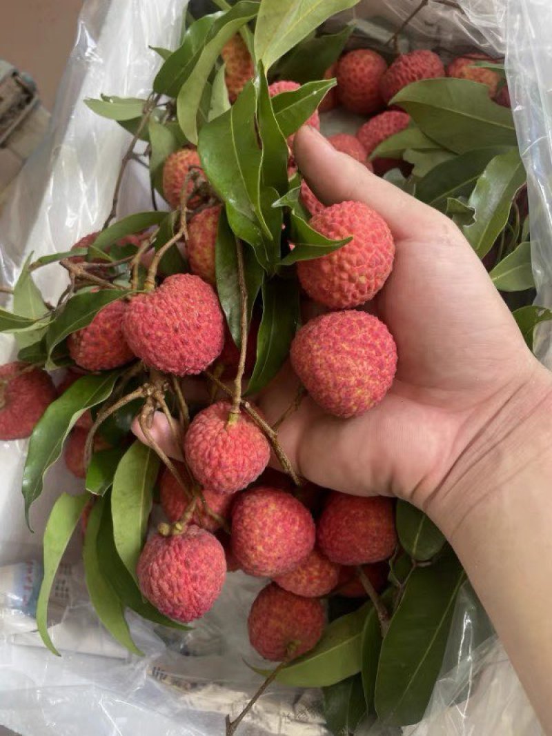广东东莞大量荔枝上市，桂味，糯米糍，欢迎采购预定