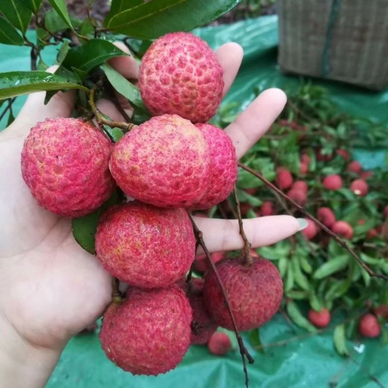 广东东莞大量荔枝上市，桂味，糯米糍，欢迎采购预定