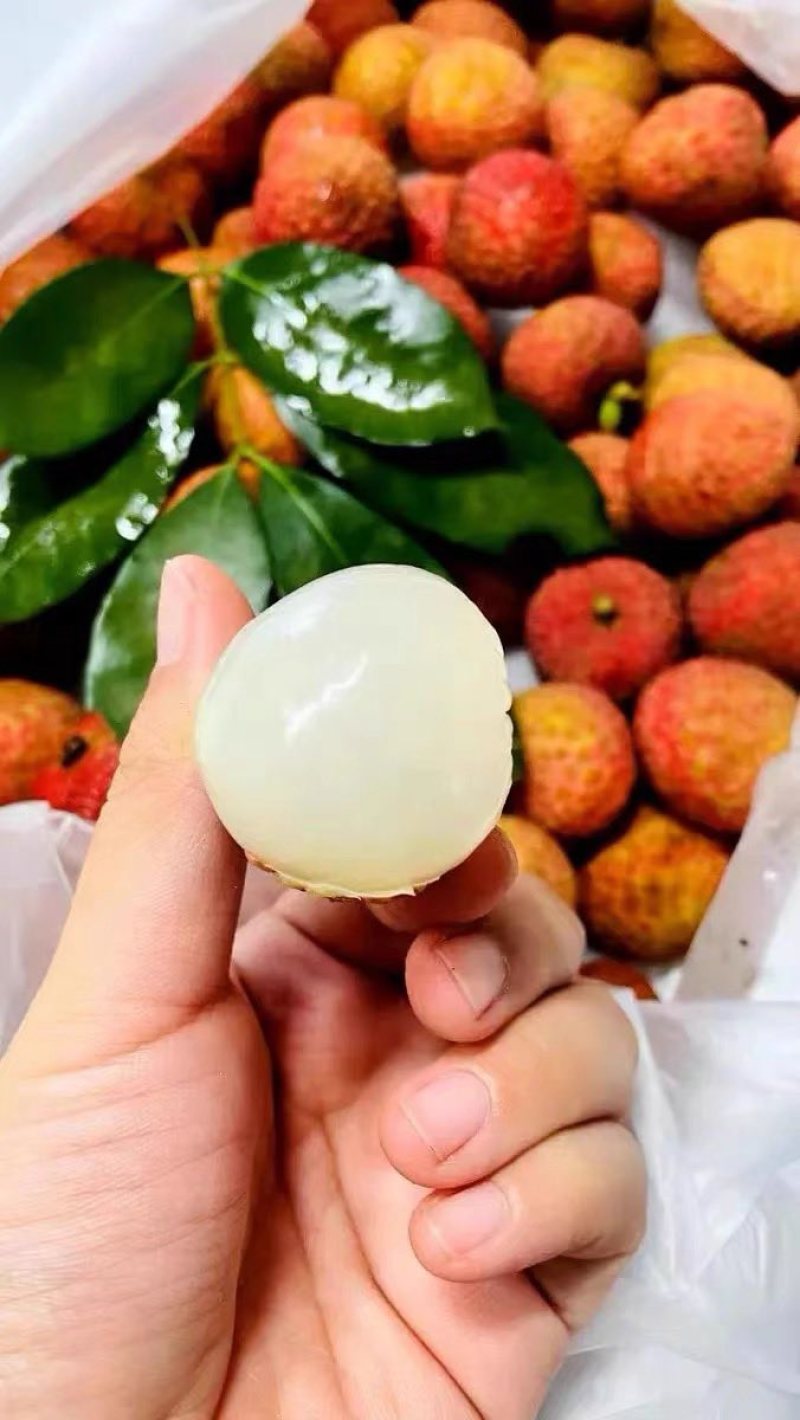 广东东莞大量荔枝上市，桂味，糯米糍，欢迎采购预定
