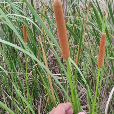 蒲棒