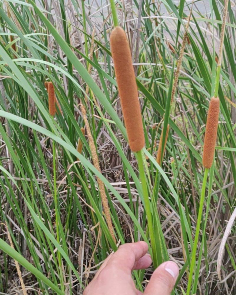 蒲棒