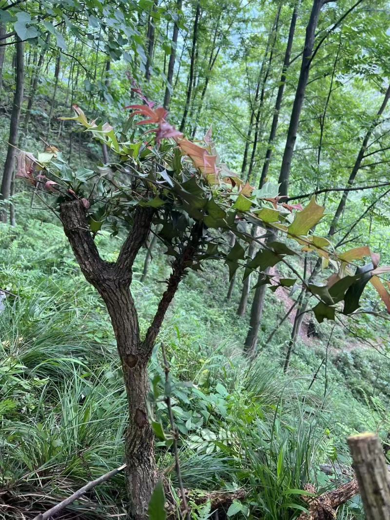 高山十大功劳，土黄连，刺黄连
