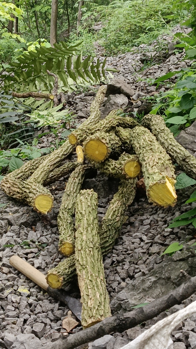 高山十大功劳，土黄连，刺黄连