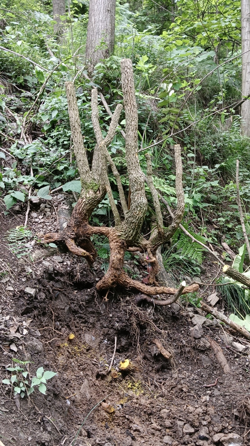 高山十大功劳，土黄连，刺黄连