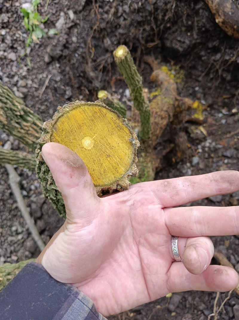 高山十大功劳，土黄连，刺黄连