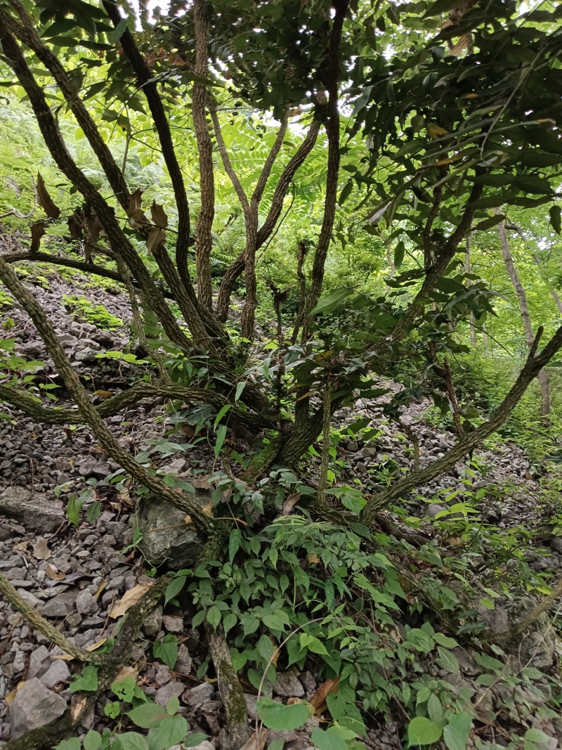 高山十大功劳，土黄连，刺黄连