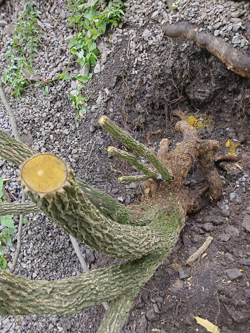 高山十大功劳，土黄连，刺黄连