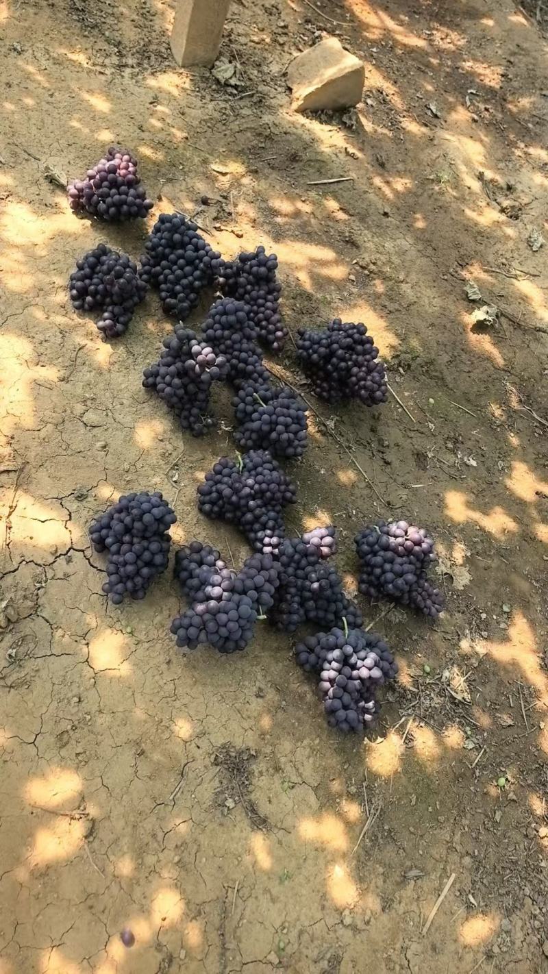 自己家种植户自产自销，***********
