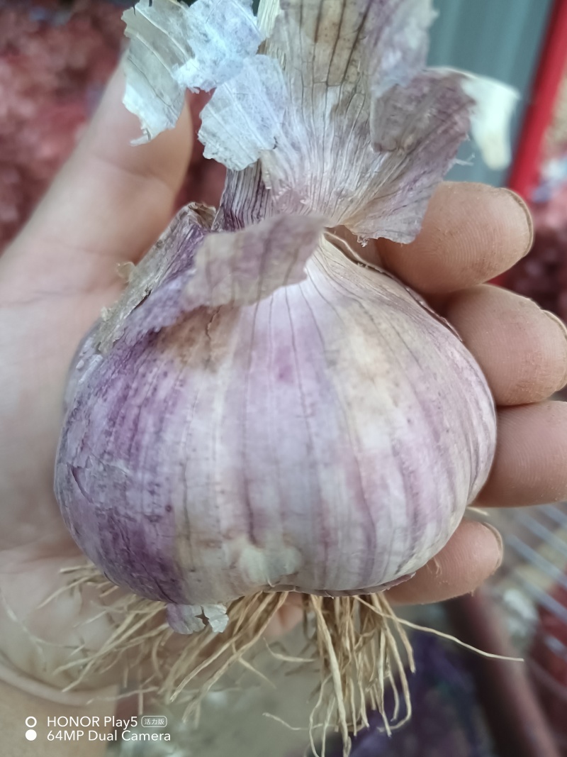 大蒜
