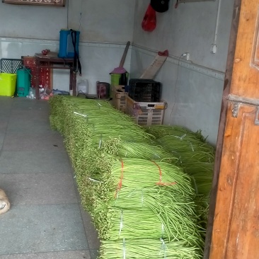 贵州缸豆有需要的联系我