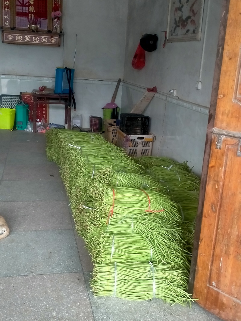 贵州缸豆有需要的联系我