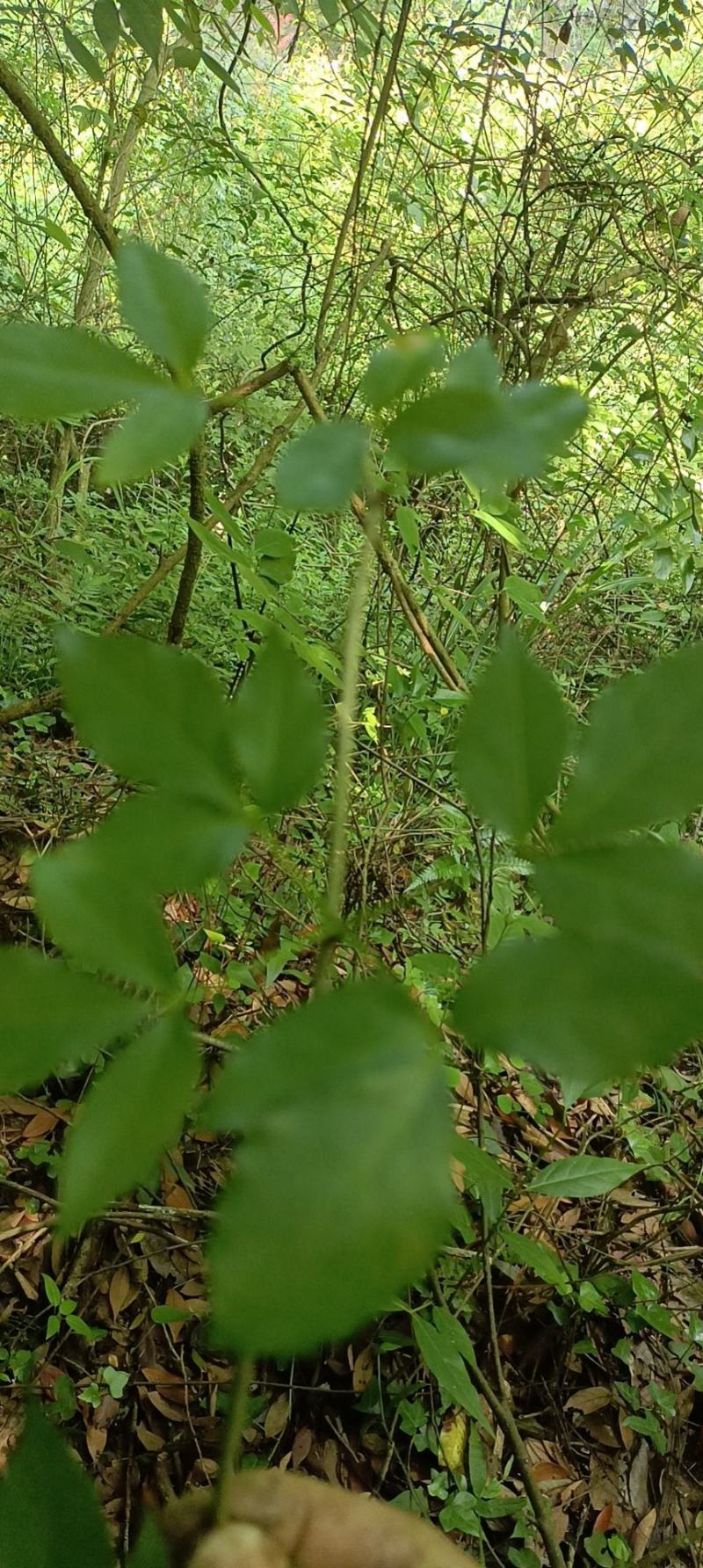 见血飞