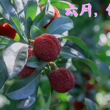 仙居东槐杨梅