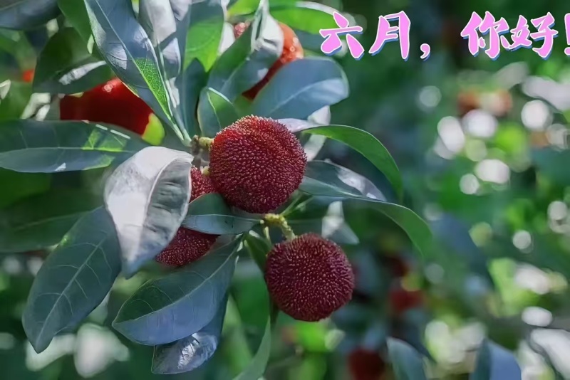 仙居东槐杨梅