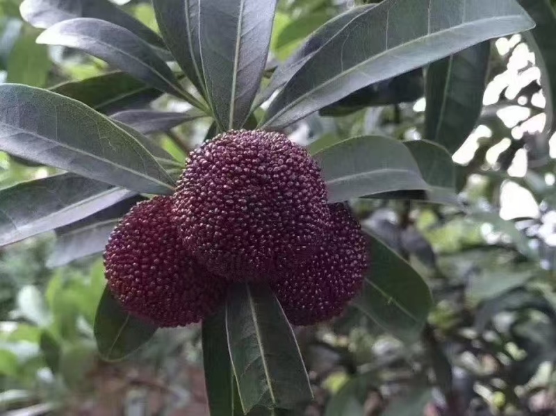杨梅兰溪