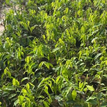 电白观珠奇楠沉香小苗