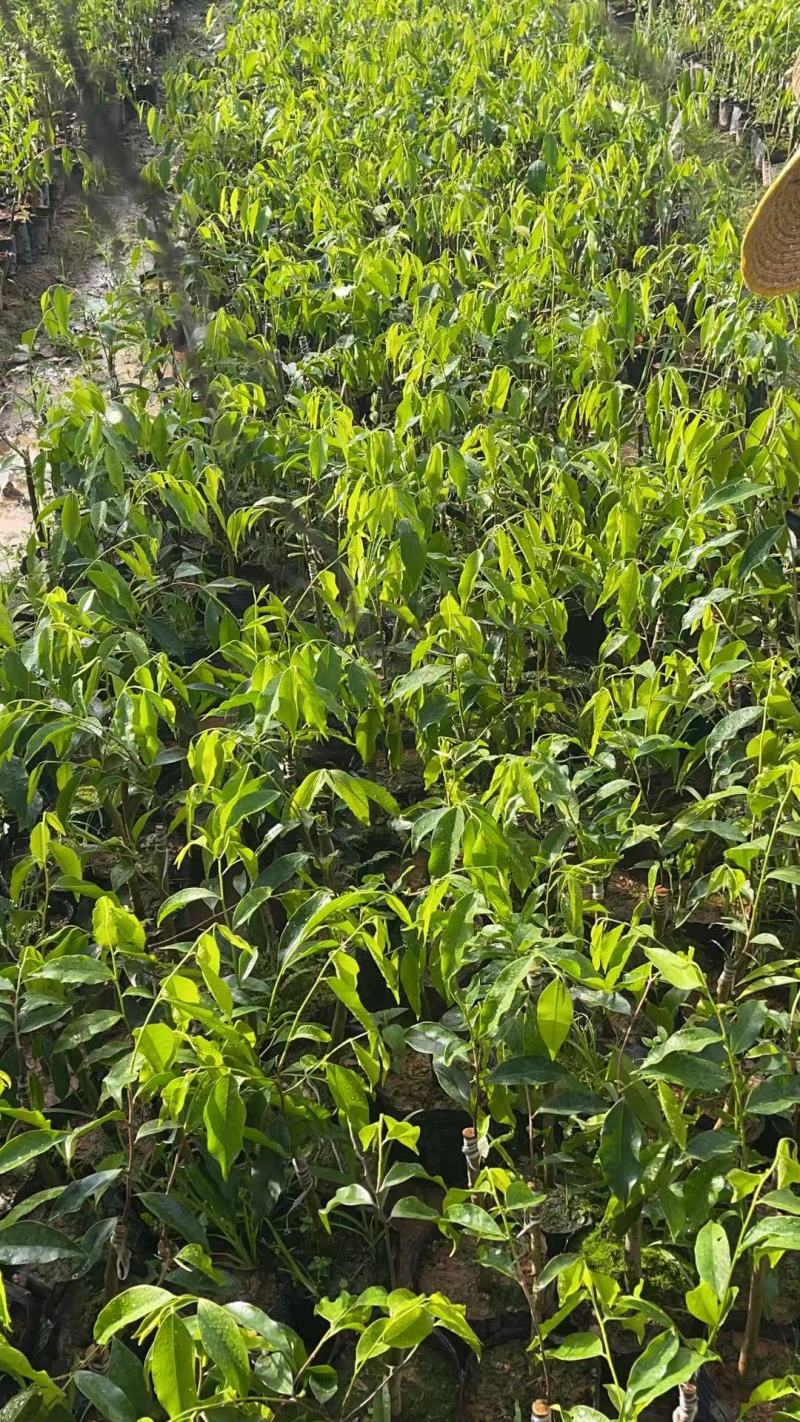电白观珠奇楠沉香小苗
