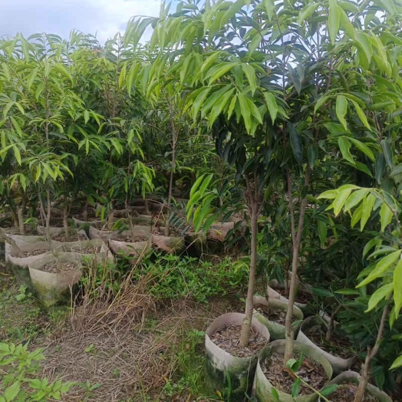 电白观珠奇楠沉香小苗