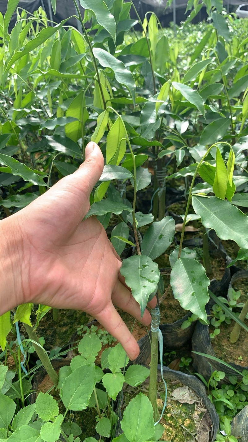 电白观珠奇楠沉香小苗