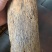 电白观珠奇楠沉香小苗