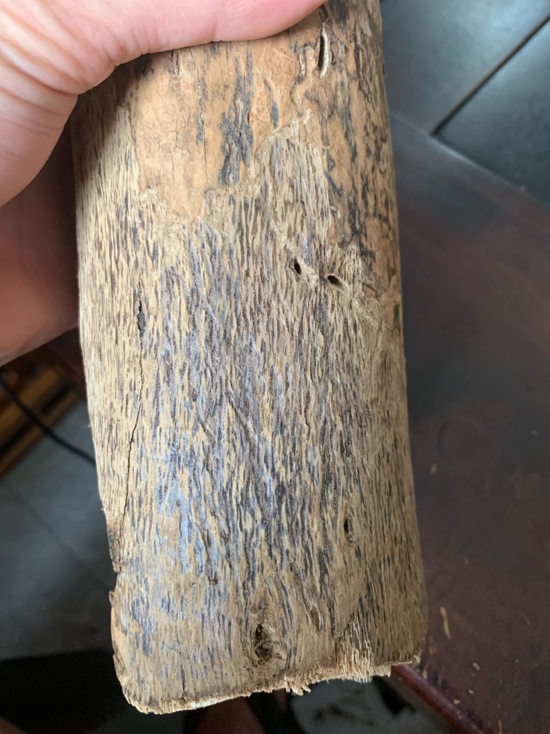 电白观珠奇楠沉香小苗