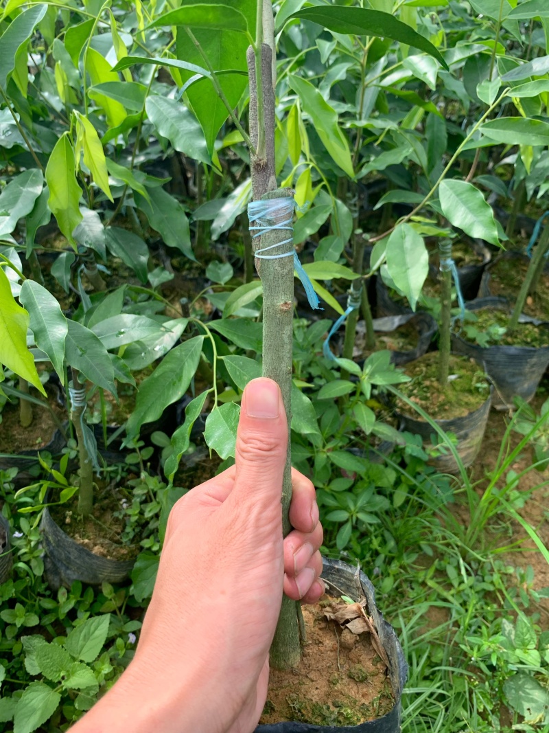 电白观珠奇楠沉香小苗