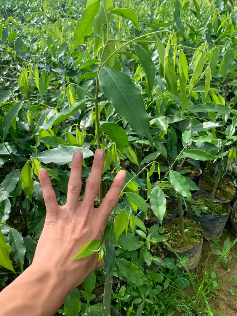 电白观珠奇楠沉香小苗