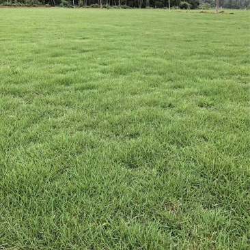台湾草，马尼拉