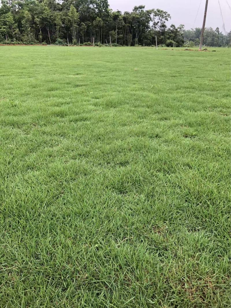 台湾草，马尼拉