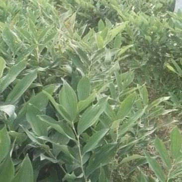玉竹