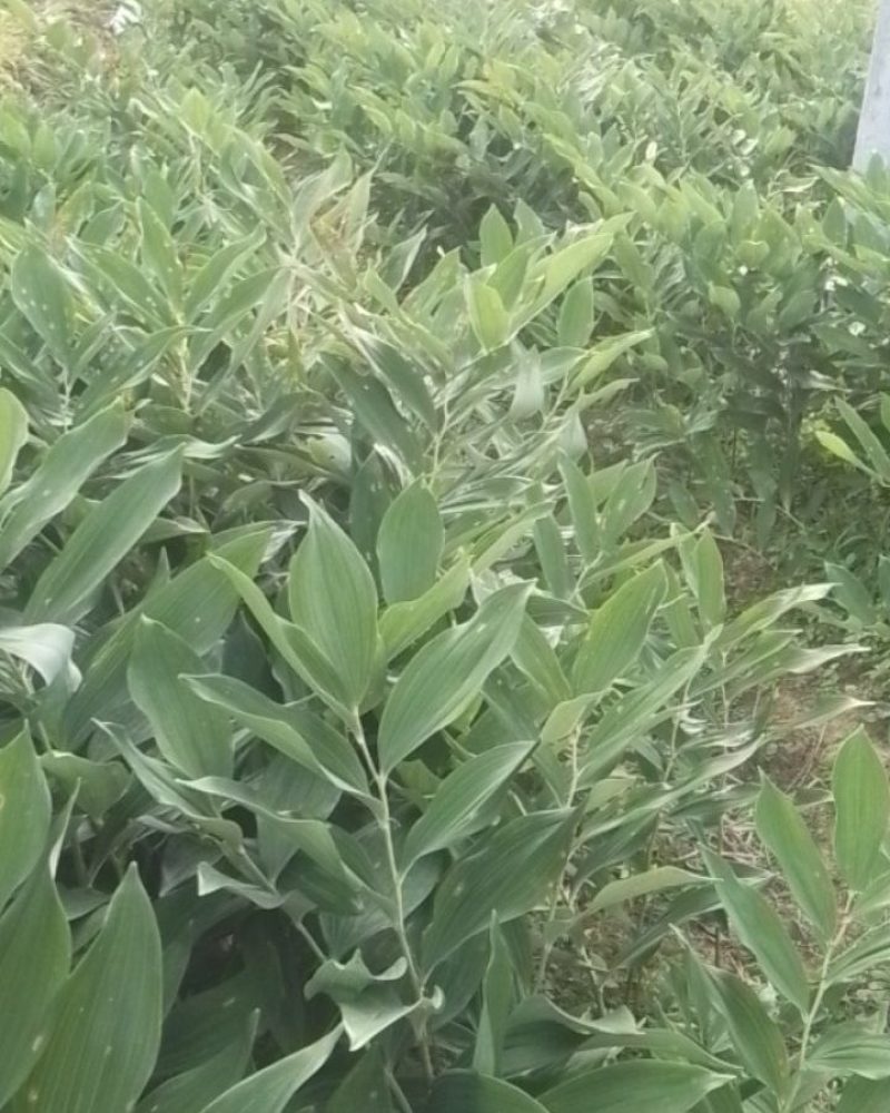 玉竹