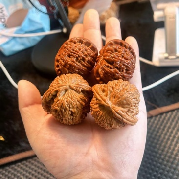 白狮子