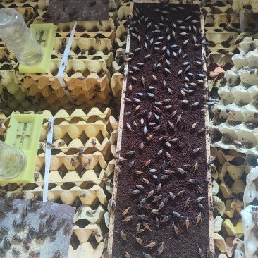 双斑油葫芦蟋蟀活体成虫，大亚