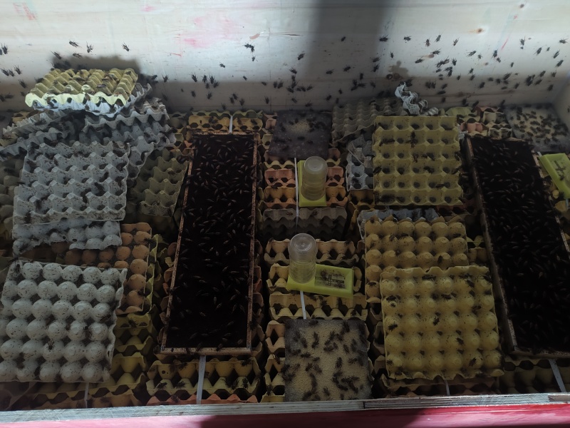 双斑油葫芦蟋蟀成虫冻品